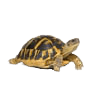 Reptiles