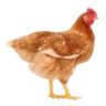 Livestock & Poultry